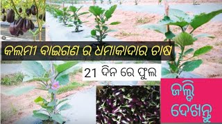 New Grafted brinjal farming, କଲମୀ ବାଇଗଣ  ଚାଷ ର ବିଶେଷତ୍ୱ   l