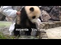 タオルでゴシゴシお風呂？　海浜と陽浜　アドベンチャーワールド　２０１１年１月３０日　パンダ panda