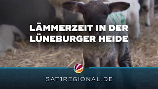 Tierbabys: Zahlreiche Lämmer werden gerade in der Lüneburger Heide geboren