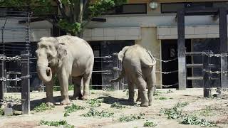 ゾウ大徳寺カシ20210531美都／Mito, an elephant, eats a pruning branch donated by Daitokuji Nursery School.