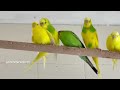 budgies mating verde the male budgie double mating with midori and jasperine the female budgies