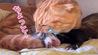 甘えたくてフェレット兄を噛む末っ子猫【異種種族を超えて】