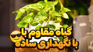 گیاه آپارتمانی پتوس  - نگهداری وتکثیر😉☘️ آموزش و درمان گیاهان ودرختان