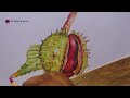 drawing a chestnut with colour pencils how to draw chestnut fruit drawing color pencil mixing