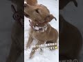 初めての雪に興奮気味のレッドとブルーです！😆 猟犬