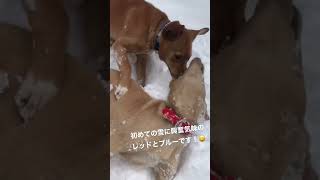 初めての雪に興奮気味のレッドとブルーです！😆 #猟犬