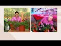 avant flora 3 piece verbena endurascape live plants on qvc