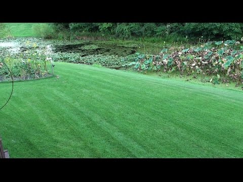 10 Best Gr Seed 2017 Reviews Compadre Zenith Zoysia Gr Seed Plus Sod 2017 Part 5