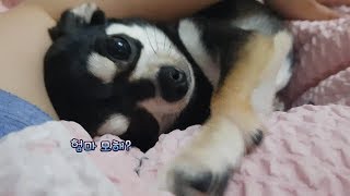 (블랙탄치와와) 강아지와 같이 자고 일어나면 생기는 일  애교만땅 chihuahua [와와일기] 와와일기19화