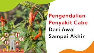 Paket Lengkap Mengatasi Penyakit Tanaman Cabe dari Awal Sampai Panen