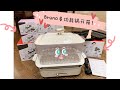 Bruno多功能锅开箱✨| 网红锅 | 开箱测评🎁 | 新春快乐🧧Vlog#6 | Bruno Compact Hot Plate Unboxing!!!📢