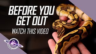 Before You Get Out of the Reptile Hobby | #ballpython #snake #reptiles #ballpythons #breeding