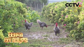 玫瑰花也需要小伙伴？专家：散养家禽和玫瑰花更般配 | CCTV「田间示范秀」20200921