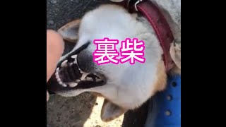 柴犬サブ　【裏柴】　みやこ寿司　多賀の里　愛知　常滑　ランチ　子連れOK　多賀神社