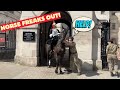 Royal Horse Out of Control, See What Happens Next!!!