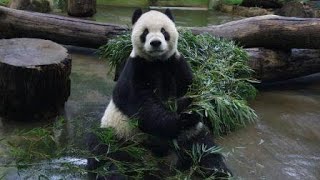 20201216 早餐吃竹被干擾 團團定格圓仔跑(Part B:團團) Giant Panda Tuan Tuan