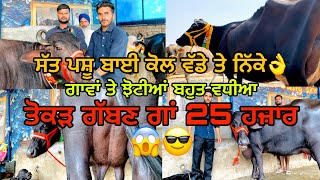 25 Oct 2024 ਫੋਨ 8427407053 👈ਮਾਣਾ ਡੇਰੀ ਫਾਰਮ ਪਿੰਡ ਭੋਮਾ ਅੰਮ੍ਰਿਤਸਰ 😍😍💫💫