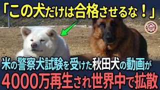 【海外の反応】「この犬だけは合格させるな!?」米の警察犬試験を受けた秋田犬の動画が4000万再生され世界中で拡散