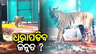 Soon Zeenat will return to Similipal, says the forest department || Kalinga TV