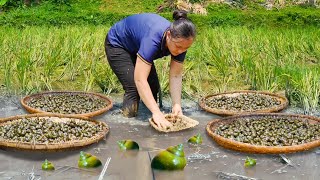 How to Harvest Snails in the rice field and bring them to the market to sell | LTC - Free Bushcraft