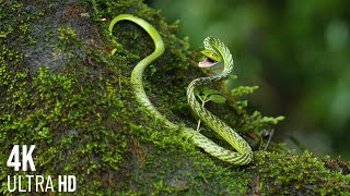 Snakes many species 4K - Beautiful images and sounds