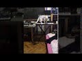 Cat Playing Horrifying Music on Synthesizer || ViralHog