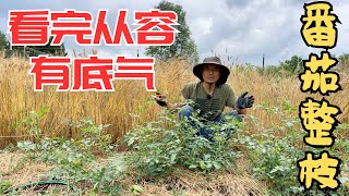 大番茄|小番茄 整枝整蔓，下手狠，50多棵西红柿一气呵成，看完不再纠结 #番茄整枝 #单干整枝 #双干整枝 #三干整枝