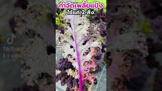 กำจัดเพลี้ยแป้งอยู่หมัด ด้วยของใช้ในบ้าน 2 สิ่งแค่นี้...