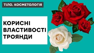 Еліксир молодості? Корисні властивості троянди, які вас здивують