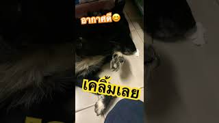 อาการมักจะเป็นแบบนี้แหละเมื่อแอบมานอนในที่ทำงาน #dog #doglover #pets #maesot #tak #dogshorts