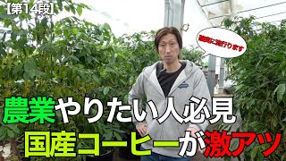 〜第14段〜【これ絶対きます。】国産コーヒーが激アツ#水耕栽培 #岡山 #農業 #家庭菜園 #植物 #水耕#栽培#ビニールハウス#植物工場#農地#コーヒー #国産コーヒー