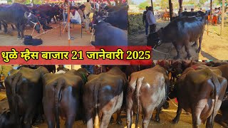 धुळे म्हैस बाजार live 🔴 21 जानेवारी 2025 || Dhule Buffalo Bajar #dhule #buffalo