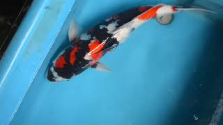 【松田養鯉場 Matsuda Koi Farm】NZ- 09 昭和三色 Showa 55cm