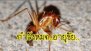 มดตะลานดำอกส้ม (Camponotus sp.)ความยากง่ายในการเลี้ยง : เลี้ยงค่อนข้างง่าย ไม่ต้องการอะไรเป็นพิเศษ