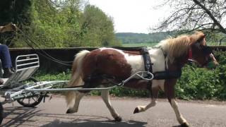 From rescue pony to driving pony - Sam the Dartmoor Hill pony