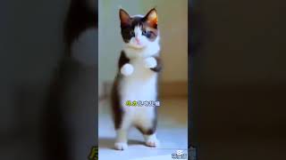 #cat #funny #viralvideo #cute #shortvideo #comment