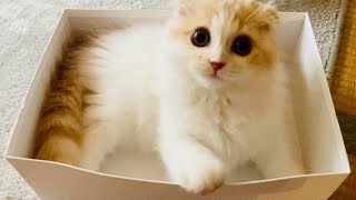 【子猫】※この動画は小学生のうちの子が初編集しました！おもちゃのコップで遊ぶモフ猫が超絶に可愛すぎる【生後3ヶ月】