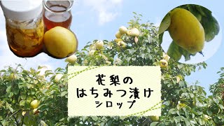 【のど飴でもおなじみ】花梨（かりん）のはちみつ漬け