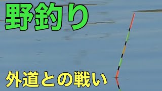 千葉県　印西市　手賀沼水系　大きいのが釣れたんだが、、、？