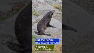 野生萌獸的有趣行為 Funny Behaviors | 紐西蘭毛皮海獅 New Zealand Fur Seal | 凱庫拉(Kaikoura) 紐西蘭