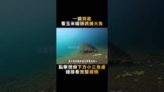 一罐玉米粒撒進海底，居然釣上超級大魚，一鏡到底看誘捕過程#shorts