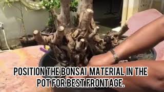 How to plant Bonsai Material - Vitex Trifolia (Tugas) Sarangani Variety - Small Leaves ( NO ICU )