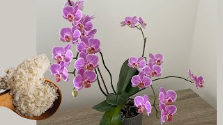 Try This Let Orchid Leaves Revive, Bloom Abundantly And Grow Healthy Roots