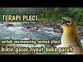 terapi pleci untuk memancing semua pleci bikin gacor nyaut buka paruh