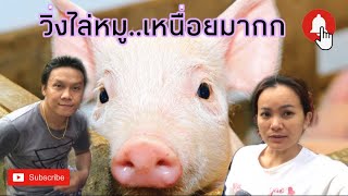 หมูนิลุยชาแนล..ออกคอก | จากหมูบ้านกลายเป็นหมูป่า | ช่วยกันไล่ต้อนเจ้าของไม่อยู่ .. ep.43