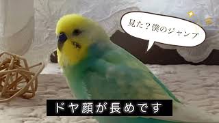 ジャンプしてボールを投げるインコ🐥関西弁のくーちゃん🐥道の駅みのかも