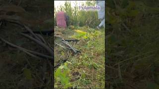 పల్లె అంటే ఇలా ఉంటుంది #pulamalavlogs #farming #shortvideo #trendingshorts