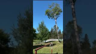 Homeowner films guy cutting tree in yard #treeworker #arborist #treeservice #treefalling #chainsaw