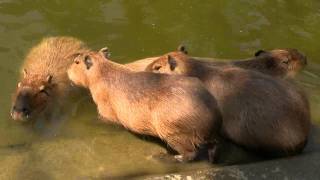 カピバラ　（海の中道海浜公園編）やっぱり・・・