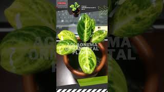 AGLONEMA SOFT GREEN TANIAN LOCAL #shorts, #aglonema, #aglaonema, #tanamanhias, #aglonemaindonesia